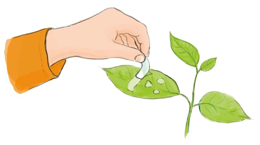 PhänoMint Outdoor-Experimente