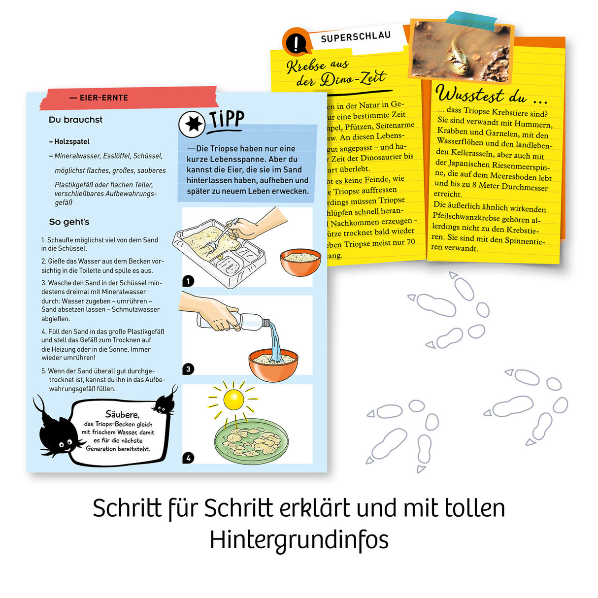 Fun Science Triops züchten