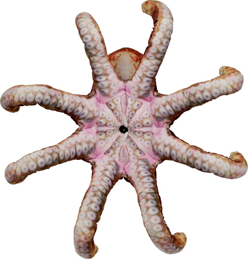 Oktopus - Nature Zoom Wild