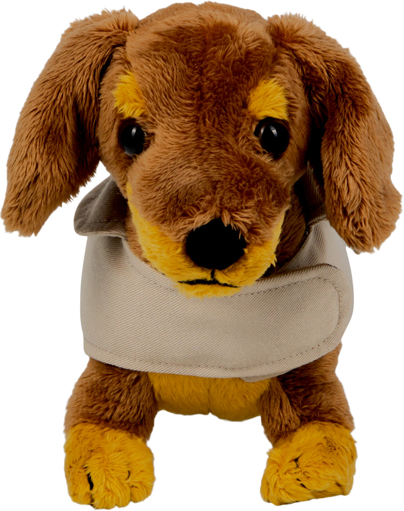 Dackel Watson mit Mantel