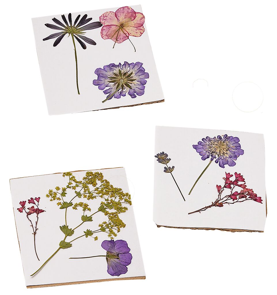 Mein Zaubergarten Blatt- und Blütenpresse