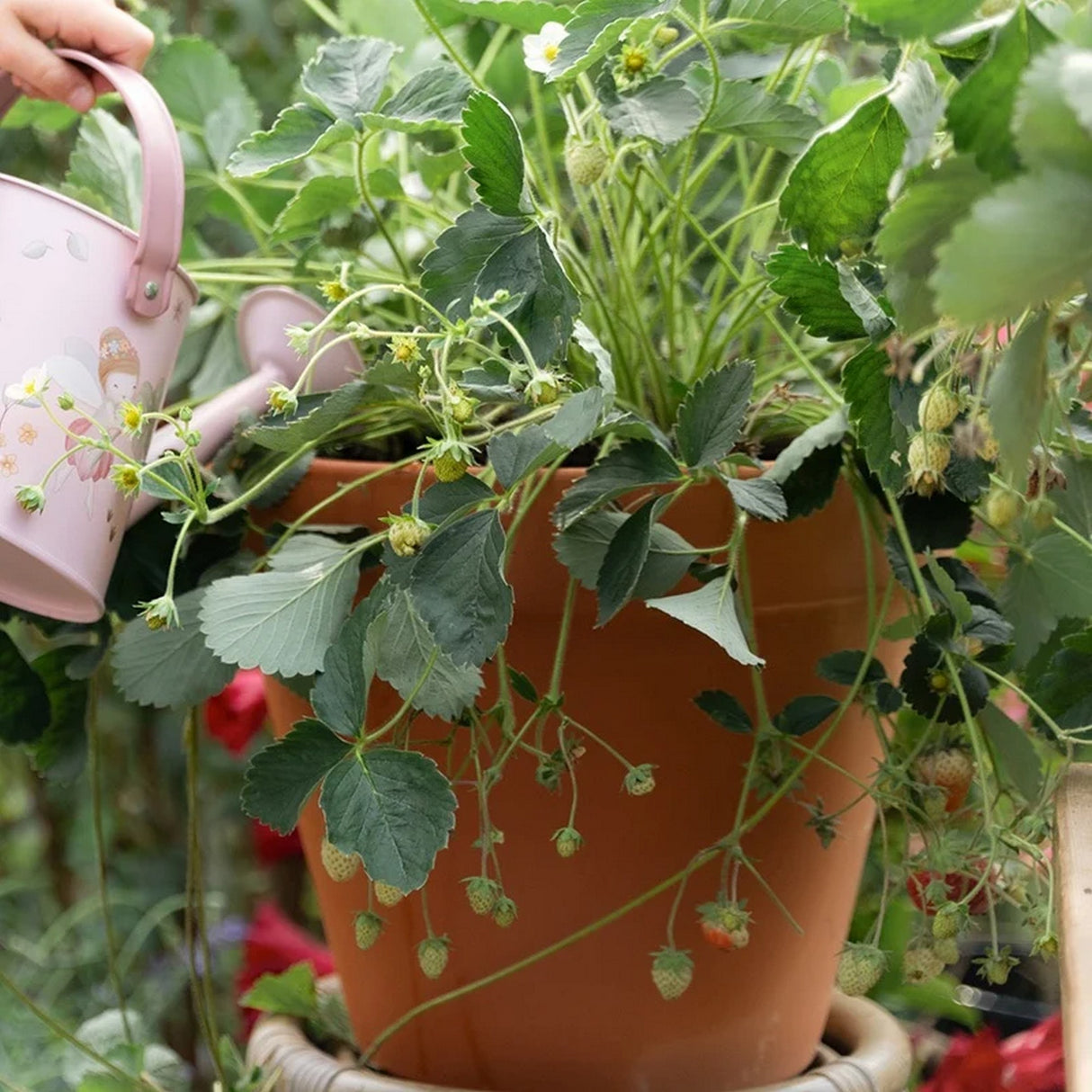 Pflanztopf Erdbeere
