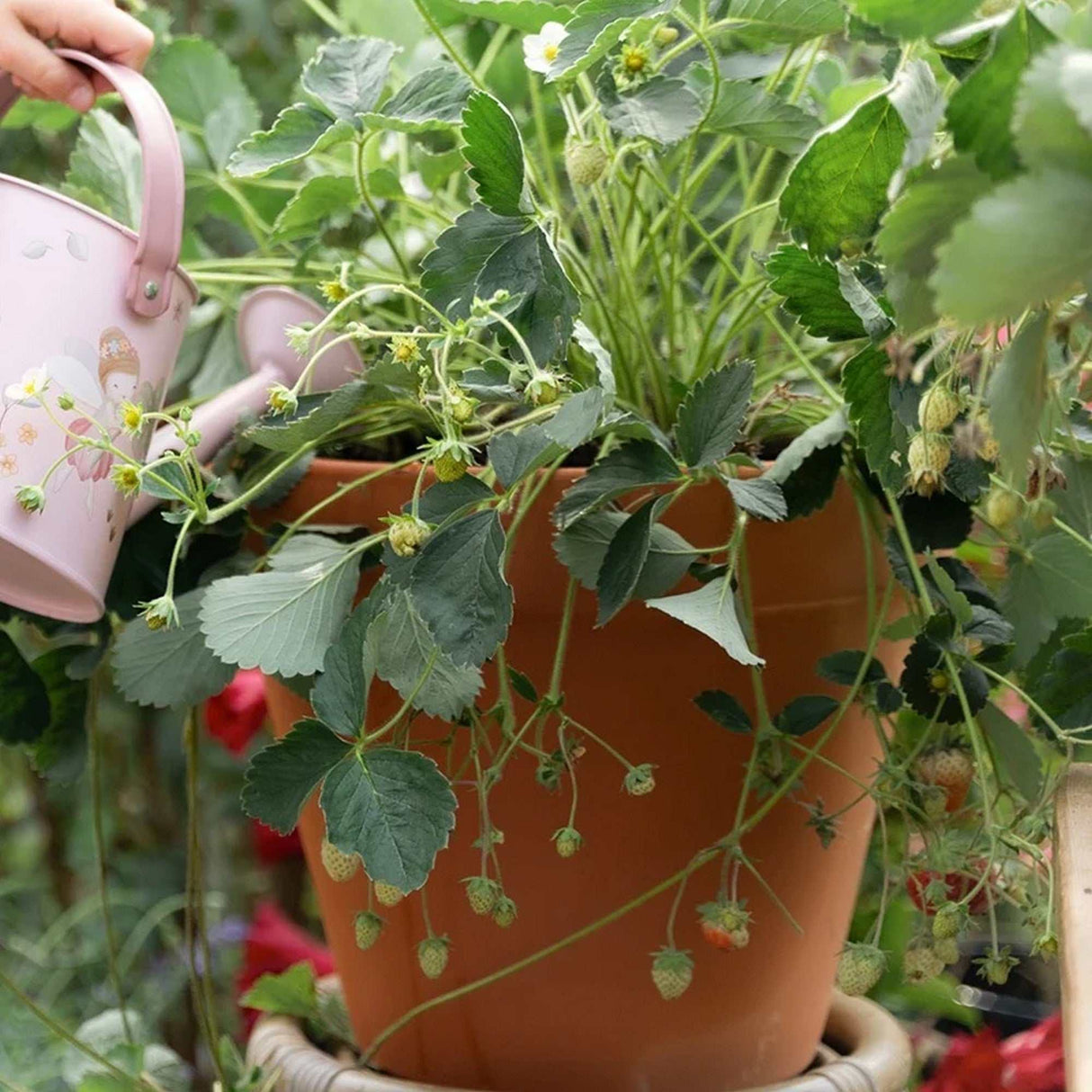Pflanztopf Erdbeere
