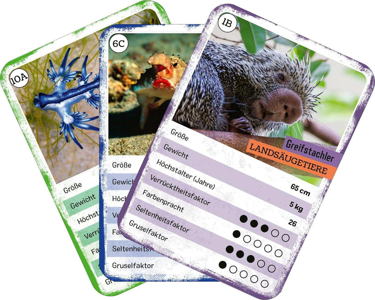 Das verrückte Quartett