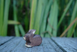 Hase klein