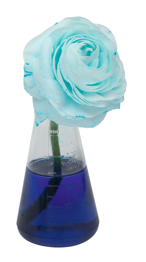 PhänoMINT Farblabor