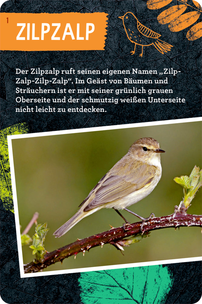 50 Vögel bestimmen - Nature Zoom