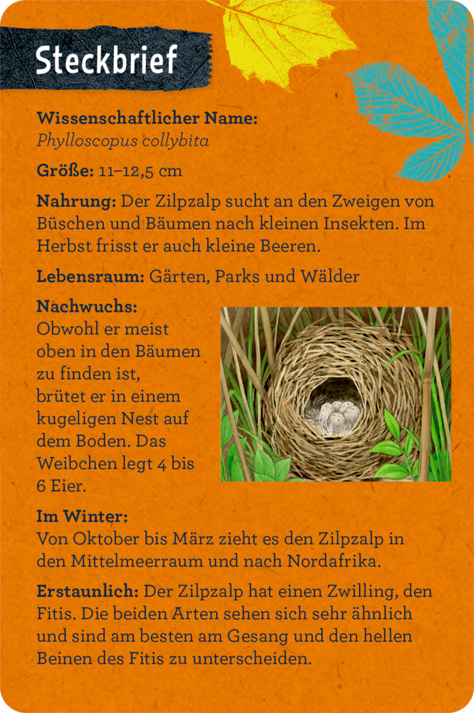 50 Vögel bestimmen - Nature Zoom