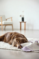 Hundedecke- Ida/ Streifen Lila