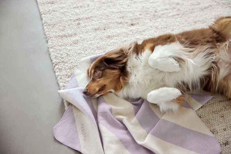 Hundedecke- Ida/ Streifen Lila