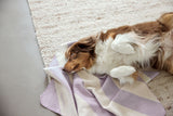 Hundedecke- Ida/ Streifen Lila